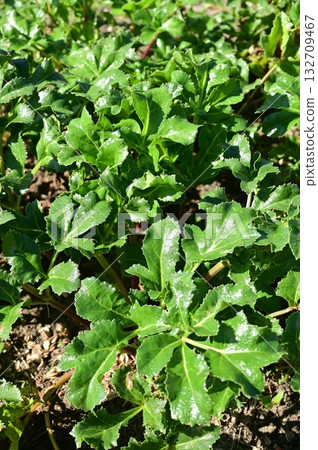 Glehnia (Apiaceae) and bellflower leaves 132709467