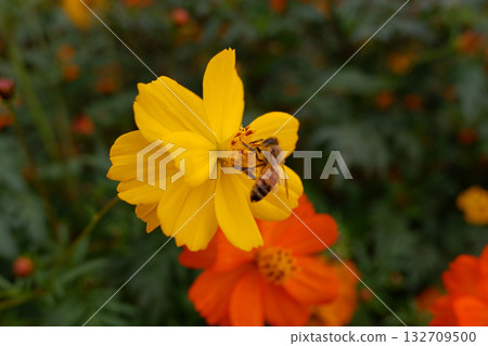 Bee and Kivanacosmos 132709500