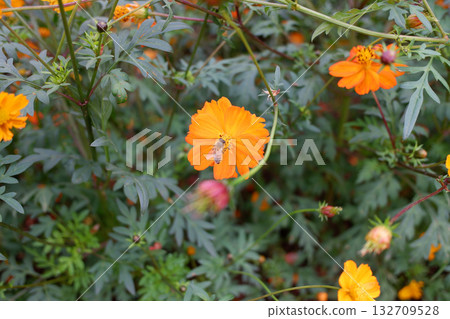 Bee and Kivanacosmos Bee and Kivanacosmos 132709528