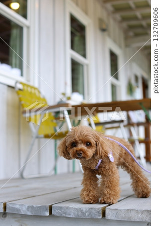 一隻玩具貴賓犬坐在白色門前 132709606