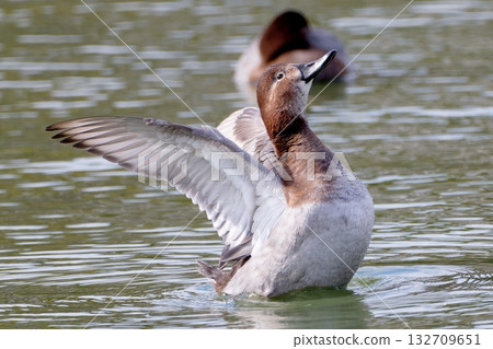 拍打Hoshidaro 132709651