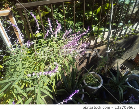 Purple flowers of Salvia leicantha 132709665