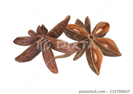 Two brown Star Anise pods watercolor illustration on isolated background. Badian seeds with delicate spicy aroma. Cooking ingredient for menu decor, spice shops design, Christmas and New Year drinks. 132709687
