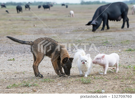 pig and dogs in farm pig and dogs in farm 132709760