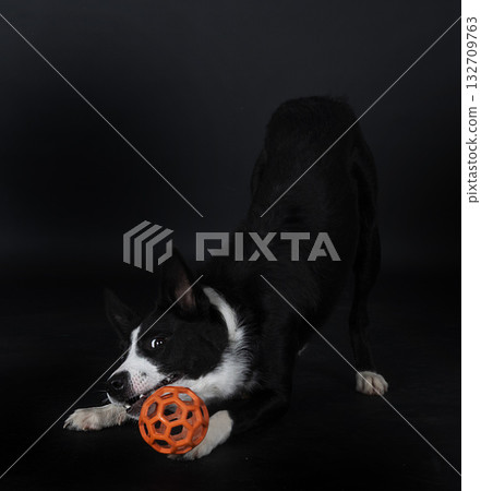 puppy border collie 132709763