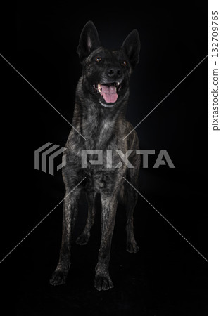 Dutch Shepherd in studio 132709765