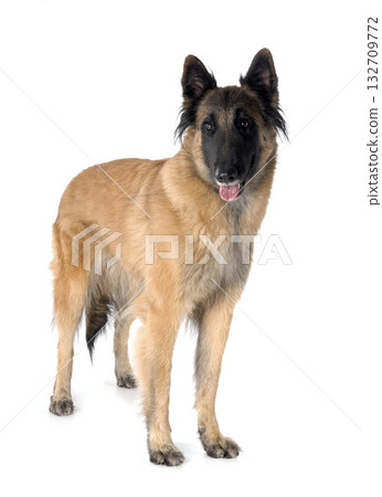 young tervueren in studio 132709772