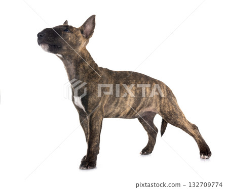 miniature bull terrier in studio miniature bull terrier in studio 132709774