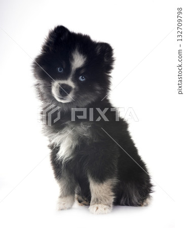 Pomsky in studio Pomsky in studio 132709798