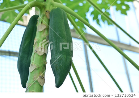 Green papaya (Papaya family) evergreen small tree Green papaya (Papaya family) evergreen small tree 132710524