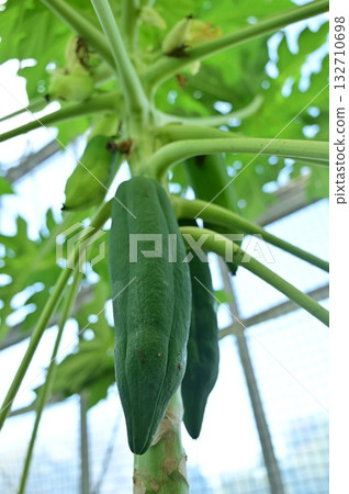 青木瓜（番木瓜科）常綠小喬木 132710698