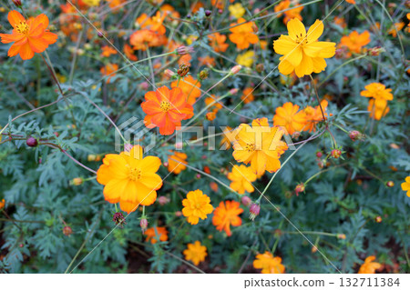  Kivanacosmos 132711384