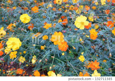  Kivanacosmos 132711385