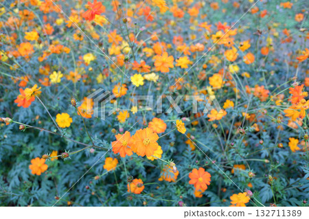 黃波斯菊 黃波斯菊 132711389