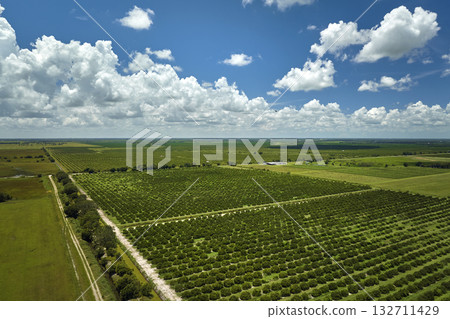 Citrus grove farmlands with rows of orange trees growing in rural Florida on a sunny day Citrus grove farmlands with rows of orange trees growing in rural Florida on a sunny day 132711429