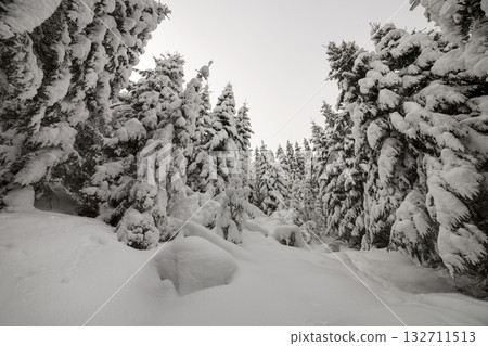Beautiful winter landscape. Dense mountain forest with tall dark green spruce trees covered with clean deep snow on bright frosty winter day. 132711513