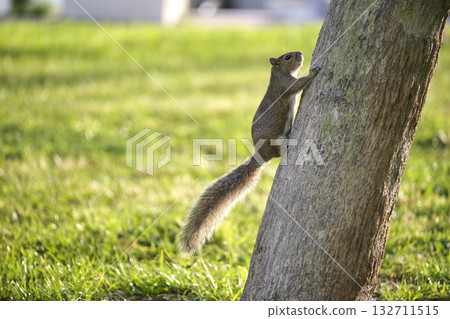 Beautiful wild gray squirrel climbing tree trunk in summer town park Beautiful wild gray squirrel climbing tree trunk in summer town park 132711515
