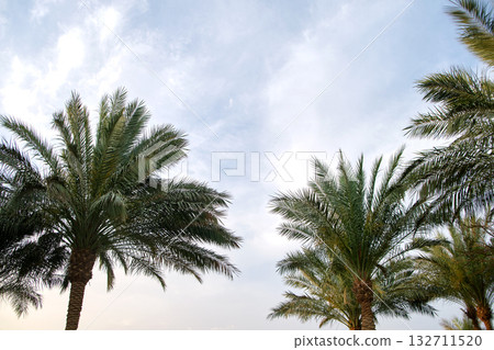 Beautiful green coconut palm trees on tropical beach against blue sky. Summer vacation concept 132711520