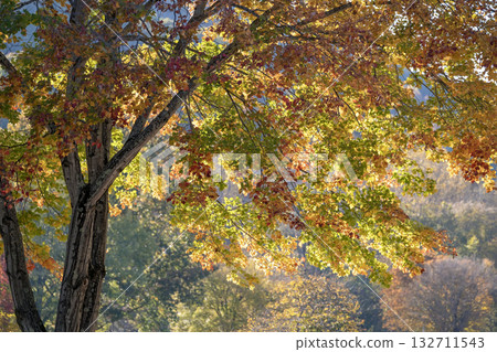Autumn forest leaves landscape on autumnal background. Colorful foliage in the park Autumn forest leaves landscape on autumnal background. Colorful foliage in the park 132711543