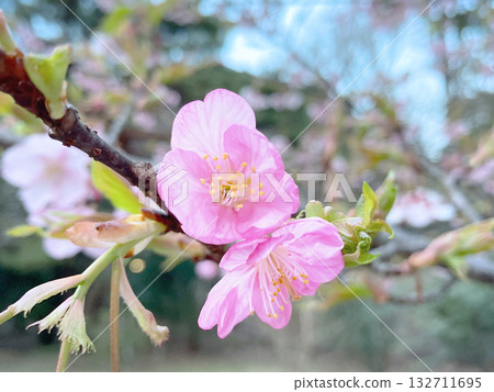 Blooming cherry blossom buds Blooming cherry blossom buds 132711695