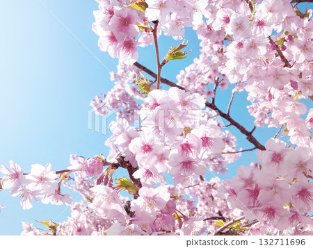 Kawazu cherry blossoms bathed in sunlight Kawazu cherry blossoms bathed in sunlight 132711696