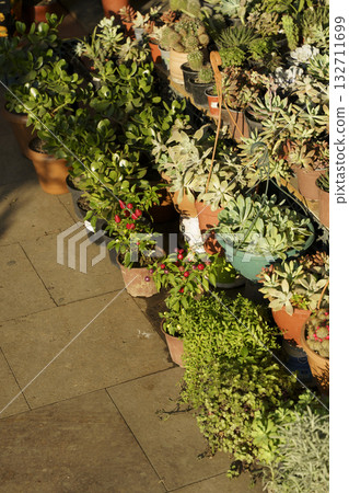 Clay Pots with Green Plants at Outdoor Flower Market Clay Pots with Green Plants at Outdoor Flower Market 132711699