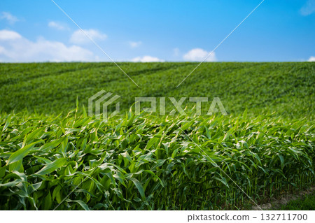 Landscape of young corn plants growing in farmland under summer daylight. 132711700