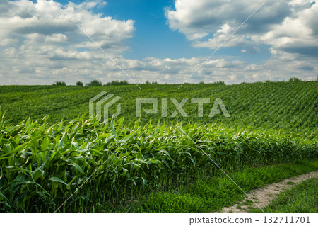 Landscape of young corn plants growing in farmland under summer daylight. 132711701