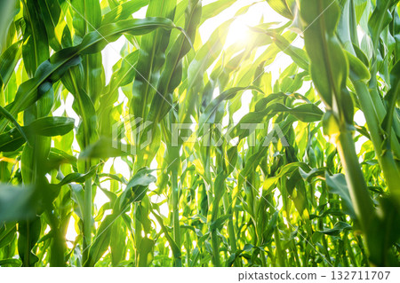Corn leaves glowing in sunlight on agricultural field 132711707