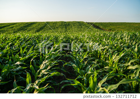 Landscape of young corn plants growing in farmland under summer daylight. 132711712
