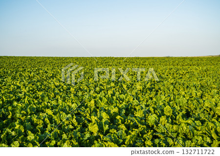 Sugar beet field under under sunlight and clear bright sky. Sugar beet field under under sunlight and clear bright sky. 132711722
