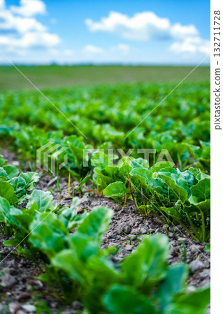 Sugar beet rows on a agriculture field 132711728