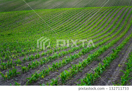 Corn field with green seedlings sprouting from soil rows under cloudy sky Corn field with green seedlings sprouting from soil rows under cloudy sky 132711733