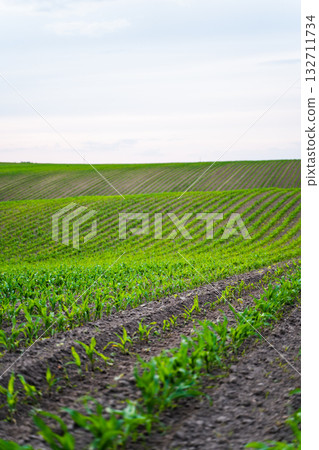 Corn field with green seedlings sprouting from soil rows under cloudy sky 132711734
