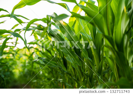 Fresh green corn field with sunlight shining through leaves Fresh green corn field with sunlight shining through leaves 132711743