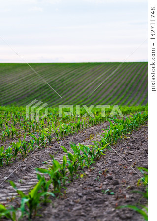 Corn field with green seedlings sprouting from soil rows under cloudy sky in 132711748