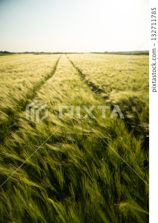 Summer barley field landscape with golden green ears swaying in the wind 132711785