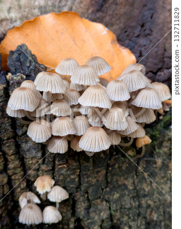 Close up of fairy inky cap mushroom fungus growing on a tree stump in Autumn Close up of fairy inky cap mushroom fungus growing on a tree stump in Autumn 132711829