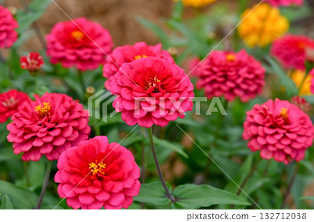 百日草 132712038
