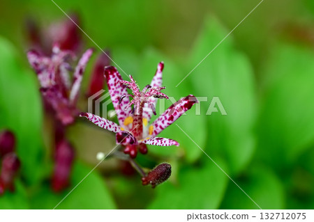 Hototogisu花 132712075