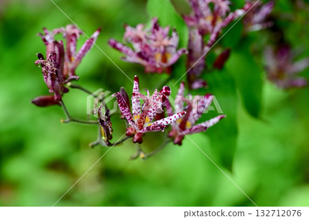 Hototogisu花 132712076