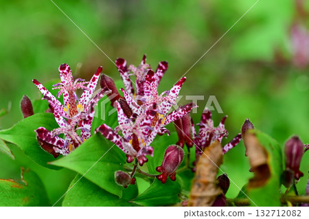 Hototogisu flower Hototogisu flower 132712082