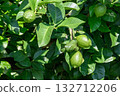Green lemon fruit ripened in summer 132712206