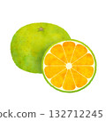 Cross-section illustration of early-ripening mandarin oranges, watercolor style 132712245