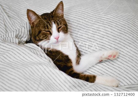 An endearing tabby feline lying comfortably on a plush blanket, taking a peaceful break on the bed. A lovely image of serenity and cozy wellbeing. An endearing tabby feline lying comfortably on a plush blanket, taking a peaceful break on the bed. A lovely image of serenity and cozy wellbeing. 132712400
