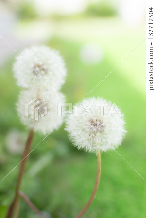 蓬鬆的蒲公英絨毛 132712504