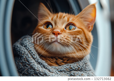 Cat is wearing a sweater and looking at the camera Cat is wearing a sweater and looking at the camera 132713082