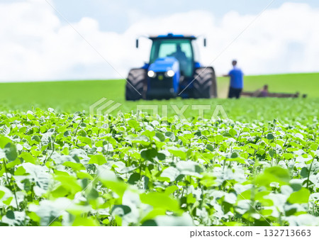 Blue tractor is driving through a field of green plants Blue tractor is driving through a field of green plants 132713663