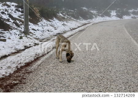 Dog eating snow abandoned emaciated dog in winter. High quality photo 132714209