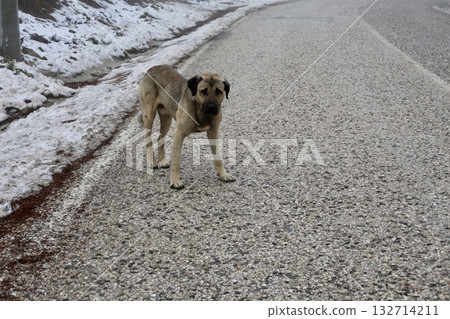 Dog eating snow abandoned emaciated dog in winter. High quality photo 132714211